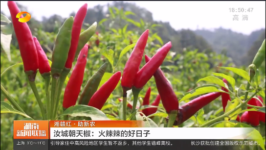 湘赣红·助新农 汝城朝天椒：火辣辣的好日子